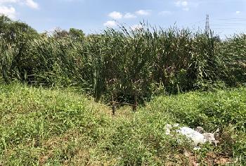 ขายที่ดิน เมืองปทุมธานี ปทุมธานี