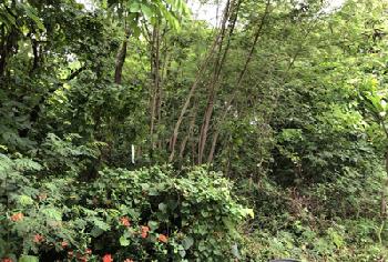 ที่ดิน 382.8 ตร.ว. ซิลค์วิลเลจ ซอยสายไหม54 (ราคาต่อรองได้)