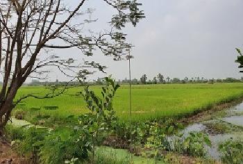 ขายที่ดิน บางใหญ่ นนทบุรี